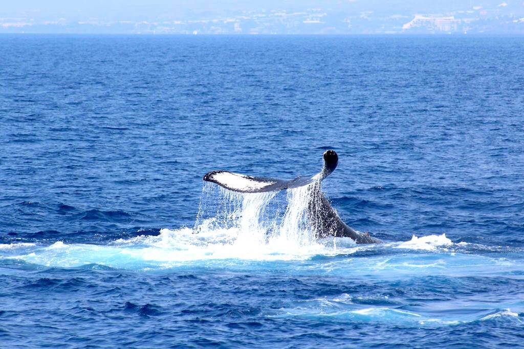 croisiere-dauphins-baleine-hawaii-big-island