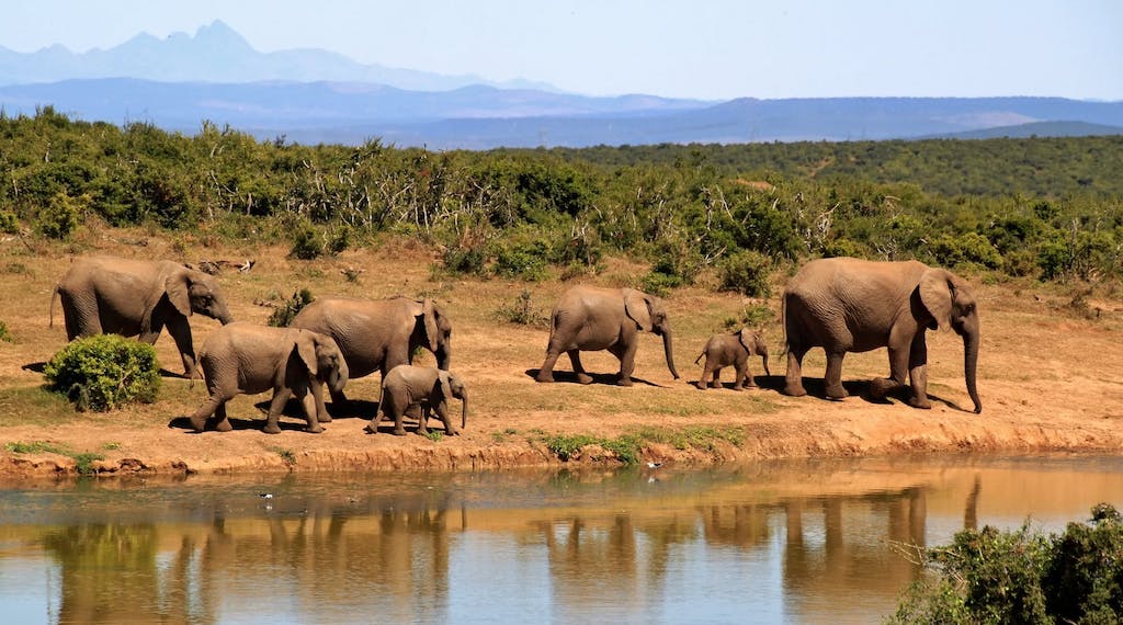 safari ethique afrique